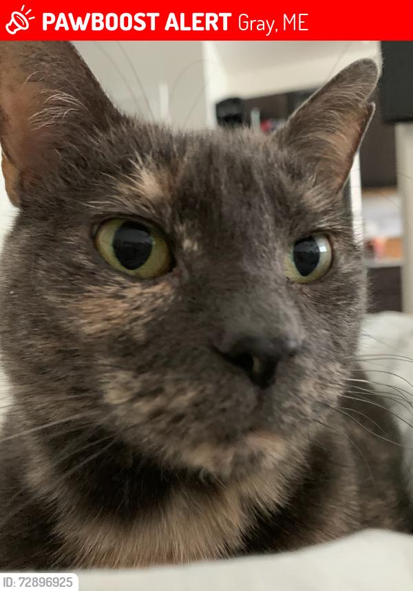 Lost Female Cat last seen Near fiddlehead school, Gray, ME 04039