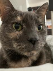 Lost Female Cat last seen Near fiddlehead school, Gray, ME 04039