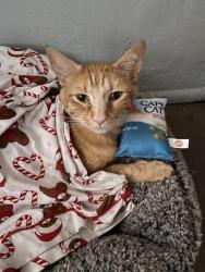 Lost Male Cat last seen anywhere between wible and SH, Bakersfield, CA 93313