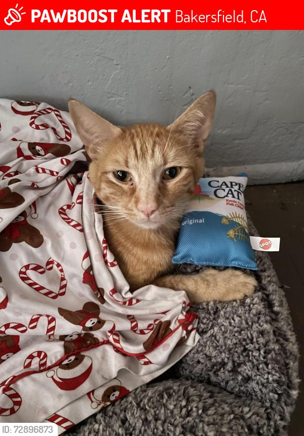 Lost Male Cat last seen anywhere between wible and SH, Bakersfield, CA 93313