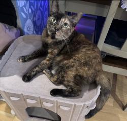 Lost Female Cat last seen Troutman and Central, Brooklyn, NY 11206
