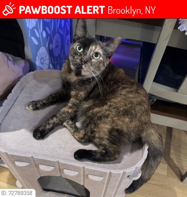 Lost Female Cat last seen Troutman and Central, Brooklyn, NY 11206