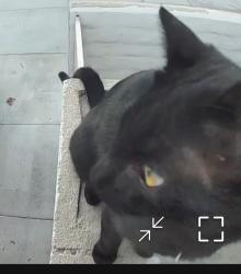 Found/Stray Male Cat last seen San Gorgonio wy, Palm Desert, CA 92260