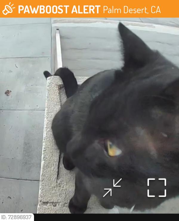 Found/Stray Male Cat last seen San Gorgonio wy, Palm Desert, CA 92260