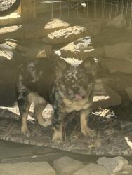 Lost Male Dog last seen Emerson ave, Syracuse, NY 13204