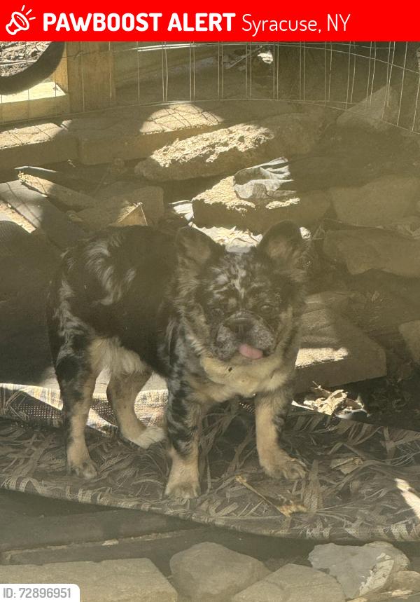 Lost Male Dog last seen Emerson ave, Syracuse, NY 13204