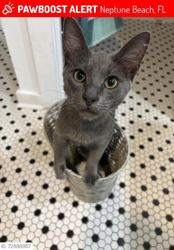 Lost Male Cat last seen Florida Blvd and 1st street, Neptune Beach, FL 32266