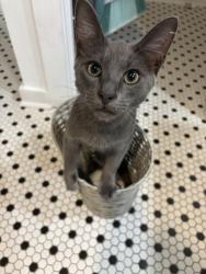Lost Male Cat last seen Florida Blvd and 1st street, Neptune Beach, FL 32266