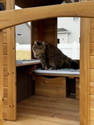 Lost Female Cat last seen Near 17th St S, Fargo, Fargo, ND 58104