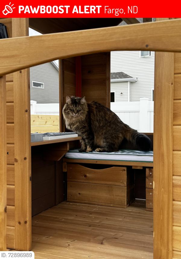 Lost Female Cat last seen Near 17th St S, Fargo, Fargo, ND 58104