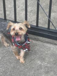 Found/Stray Unknown Dog last seen Manila st and Kempwood , Houston, TX 77043