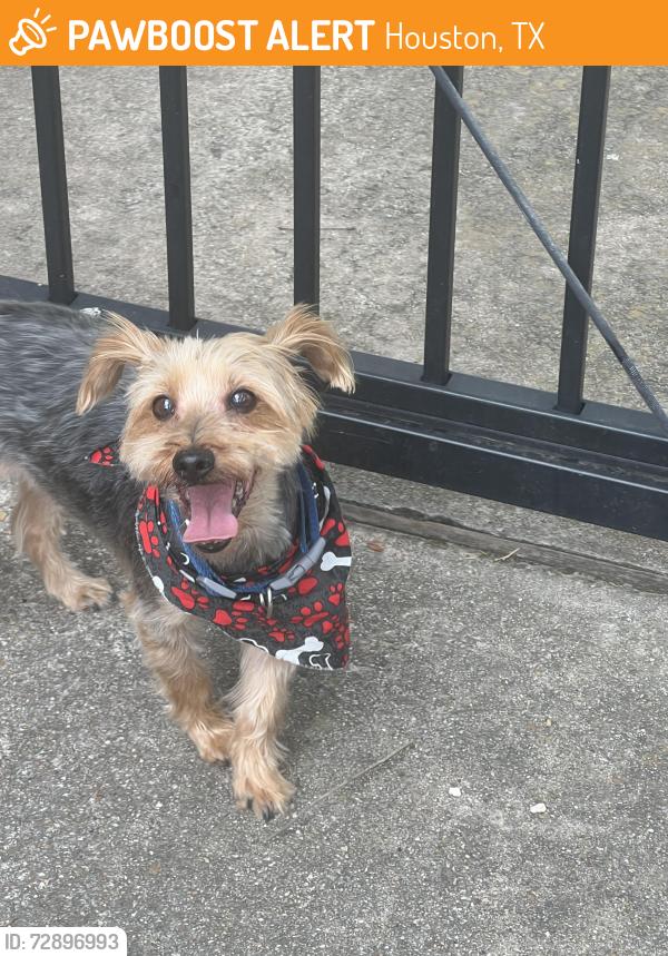 Found/Stray Unknown Dog last seen Manila st and Kempwood , Houston, TX 77043