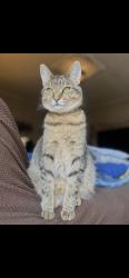 Lost Female Cat last seen Simmons and Tropical, North Las Vegas, NV 89031