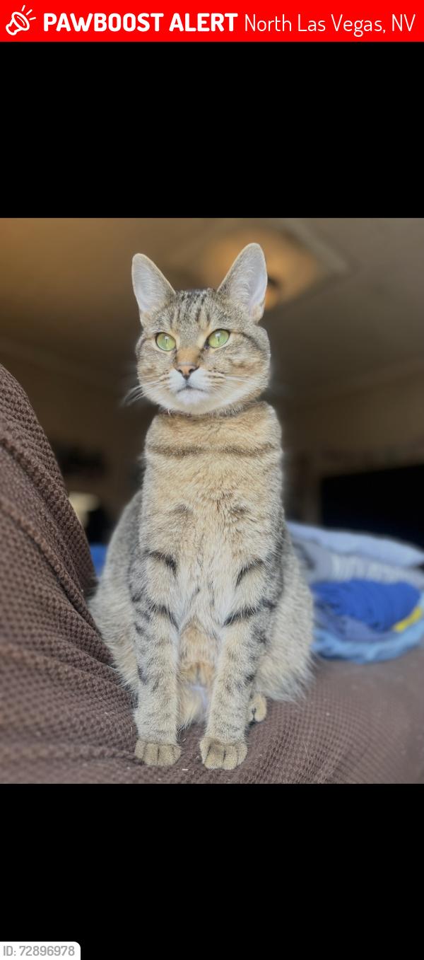 Lost Female Cat last seen Simmons and Tropical, North Las Vegas, NV 89031