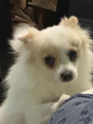 Lost Female Dog last seen Vineland , Los Angeles, CA 91606
