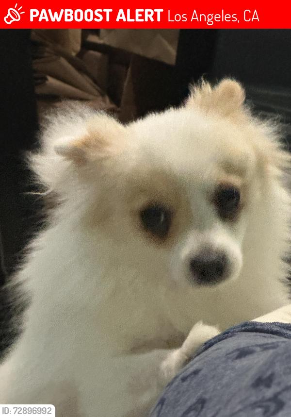 Lost Female Dog last seen Vineland , Los Angeles, CA 91606