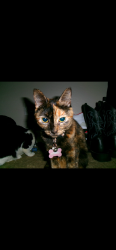 Reunited Female Cat last seen Pueblo Ave , Buckeye, AZ 85326