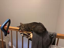 Lost Female Cat last seen Near hr drive se , Washington, DC 20032