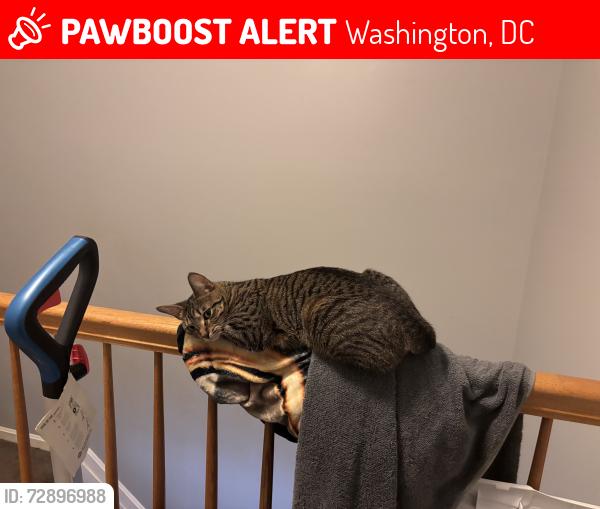 Lost Female Cat last seen Near hr drive se , Washington, DC 20032