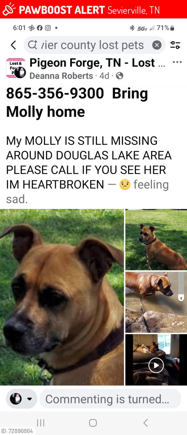 Lost Female Dog last seen At the end of culdasac/ swimming  hole at Douglas lake behind the cement barrier  swimming with a family and kids says a witness was possibly taken she's very friendly  and social , Sevierville, TN 37876