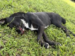 Found/Stray Unknown Dog last seen NW 77st and pine island rd, Tamarac, FL 33321
