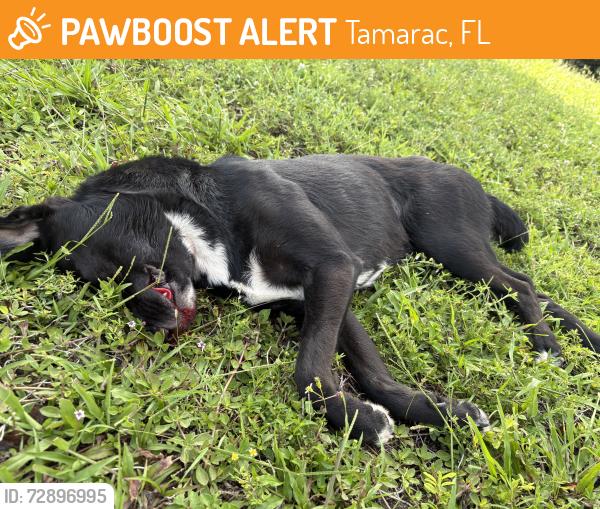 Found/Stray Unknown Dog last seen NW 77st and pine island rd, Tamarac, FL 33321
