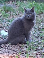 Found/Stray Female Cat last seen This cat is in va beach va orangewood drive across from green run hughschool living in my patient's garage , Green, OH 44685