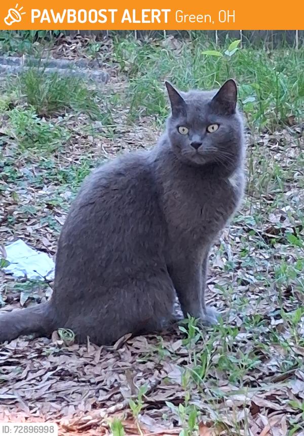 Found/Stray Female Cat last seen This cat is in va beach va orangewood drive across from green run hughschool living in my patient's garage , Green, OH 44685