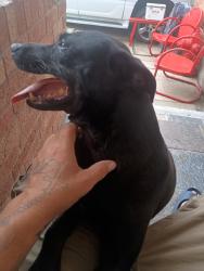 Found/Stray Female Dog last seen Kingsley, Caldwell, TX 77836