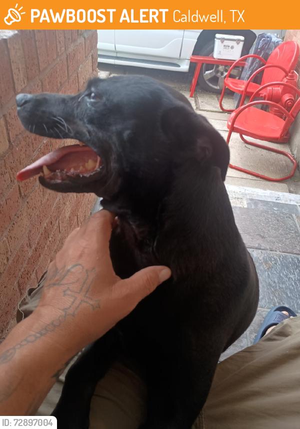 Found/Stray Female Dog last seen Kingsley, Caldwell, TX 77836