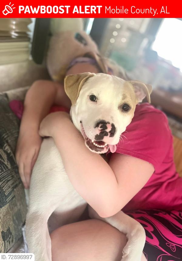 Lost Female Dog last seen 2 mile road & rainbow , Mobile County, AL 36544