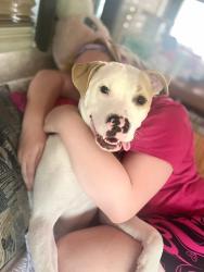 Lost Female Dog last seen 2 mile road & rainbow , Mobile County, AL 36544