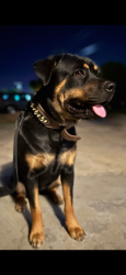 Lost Female Dog last seen 6th street , Coachella, CA 92236