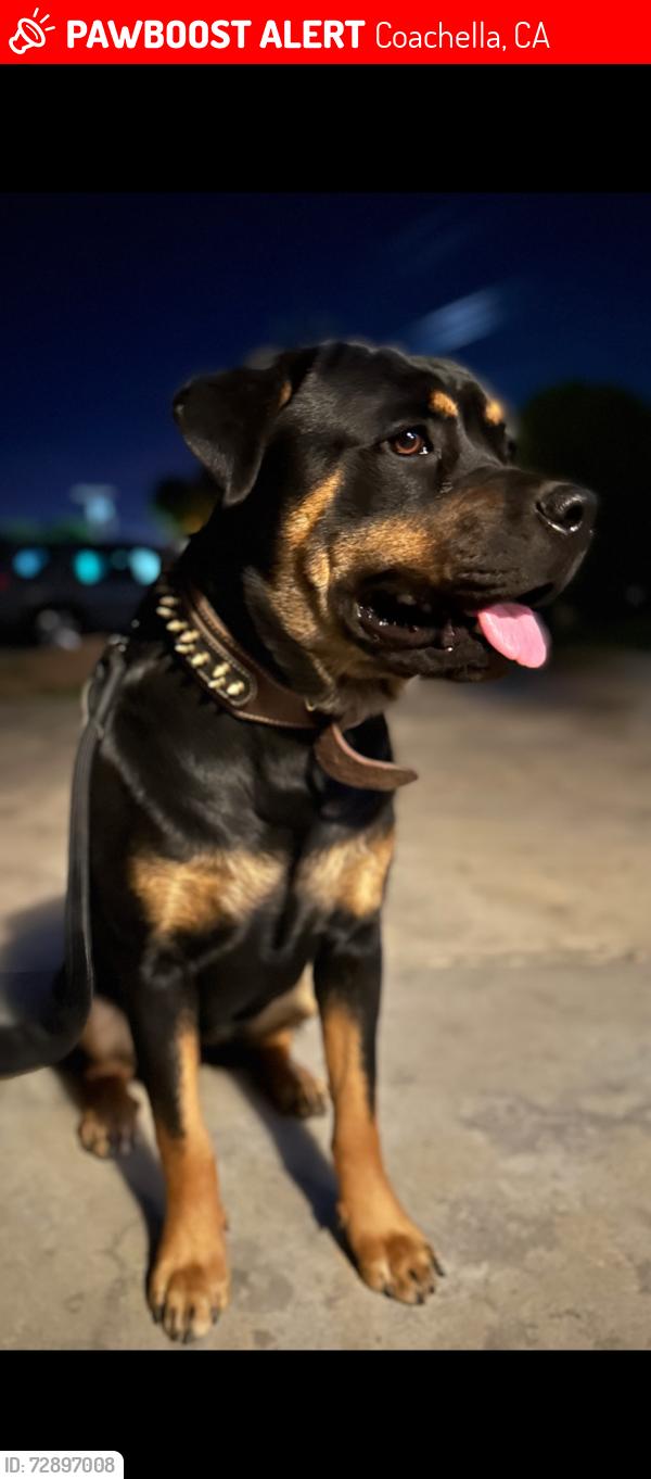 Lost Female Dog last seen 6th street , Coachella, CA 92236