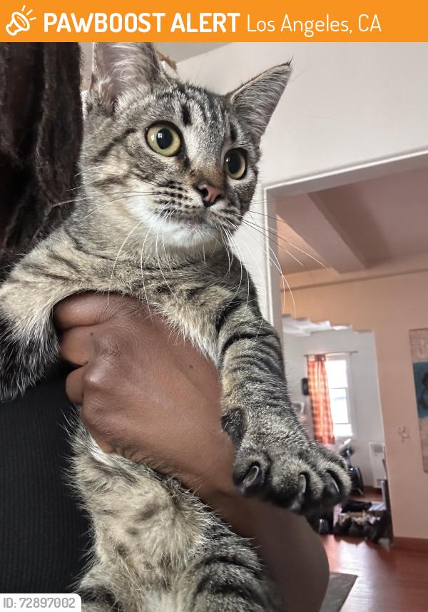 Found/Stray Unknown Cat last seen Baldwin and Thomas, Los Angeles, CA 90031