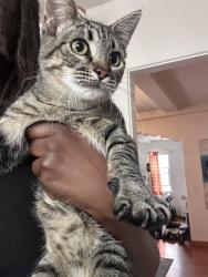 Found/Stray Unknown Cat last seen Baldwin and Thomas, Los Angeles, CA 90031