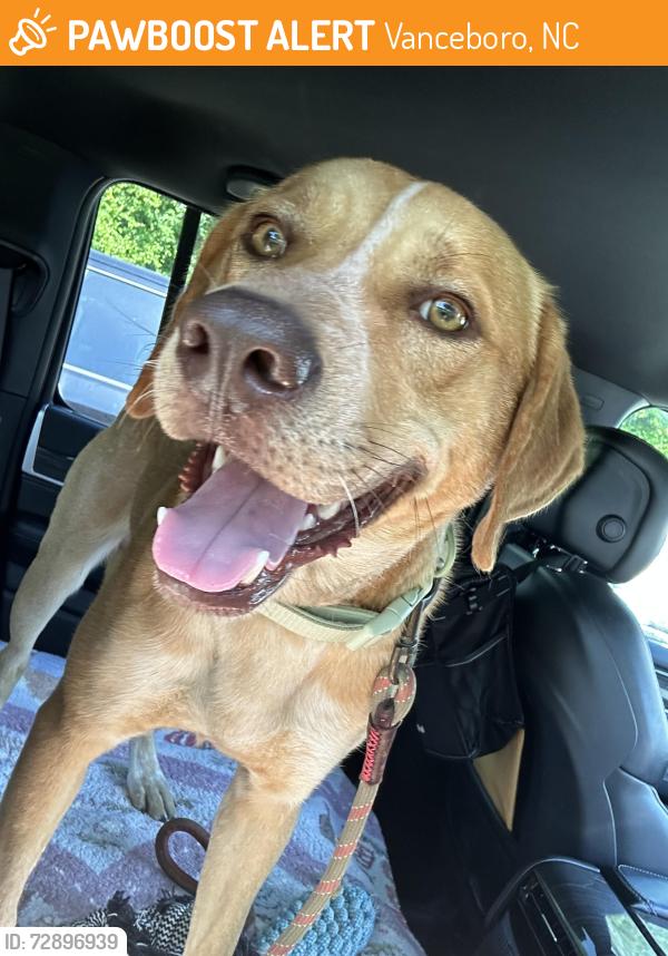 Found/Stray Male Dog last seen Spruill town rd, Vanceboro, NC 28586