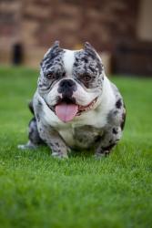 Lost Male Dog last seen Vermont Hollandale heights, Midland, TX 79705