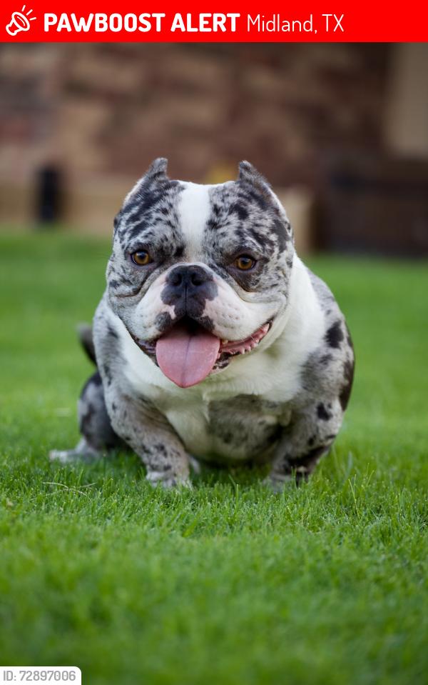 Lost Male Dog last seen Vermont Hollandale heights, Midland, TX 79705