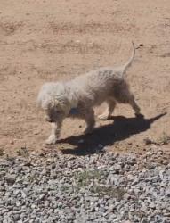 Lost Male Dog last seen Pacific Ave  and Riding Ring Rd, Norco CA, Norco, CA 92860