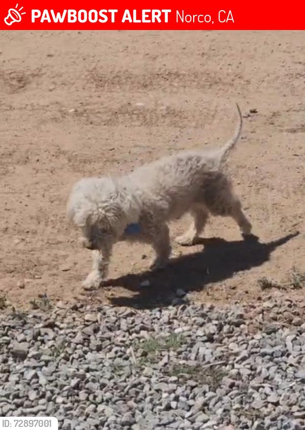Lost Male Dog last seen Pacific Ave  and Riding Ring Rd, Norco CA, Norco, CA 92860