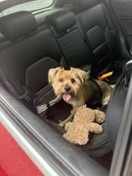 Lost Male Dog last seen Mason homes on 4th , Memphis, TN 38126