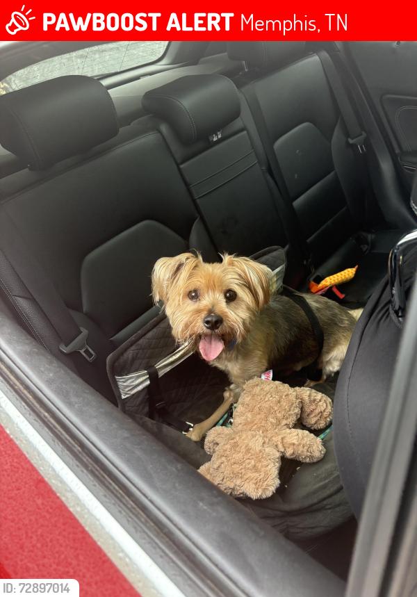 Lost Male Dog last seen Mason homes on 4th , Memphis, TN 38126
