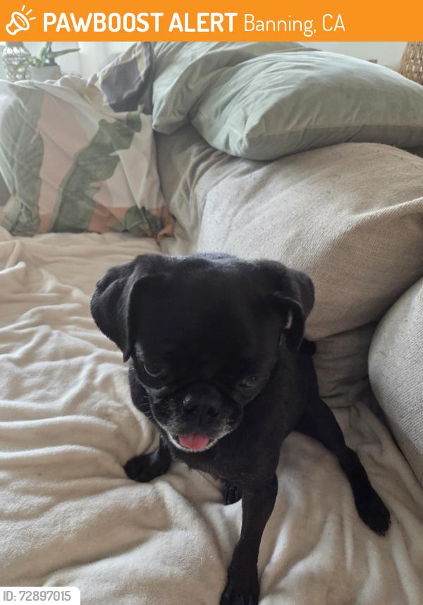 Found/Stray Female Dog last seen Morongo and Williams, Banning, CA 92220