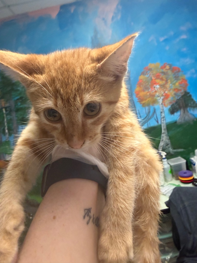 Shelter Stray Male Cat last seen Bexar County, New Braunfels, TX 78130