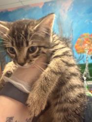 Shelter Stray Male Cat last seen Bexar County, New Braunfels, TX 78130