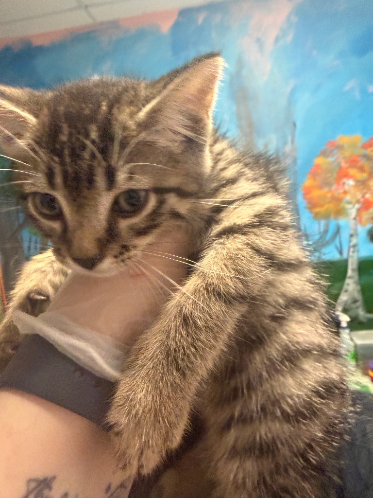 Shelter Stray Male Cat last seen Bexar County, New Braunfels, TX 78130