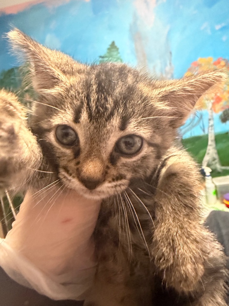 Shelter Stray Male Cat last seen Bexar County, New Braunfels, TX 78130