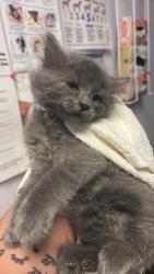Shelter Stray Female Cat last seen Bexar County, New Braunfels, TX 78130