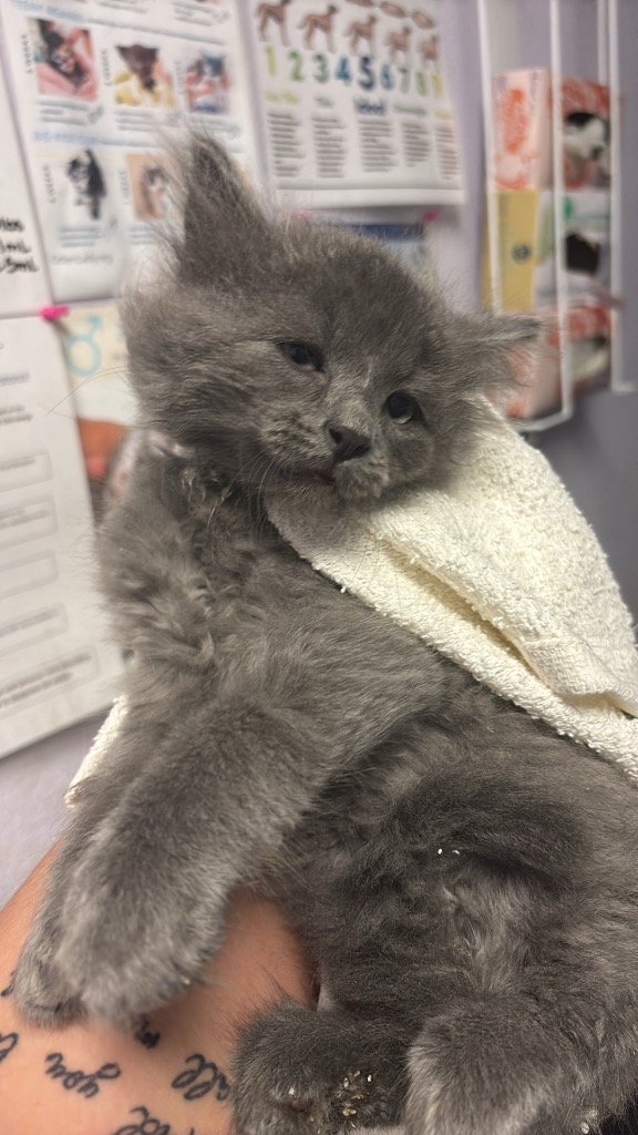 Shelter Stray Female Cat last seen Bexar County, New Braunfels, TX 78130